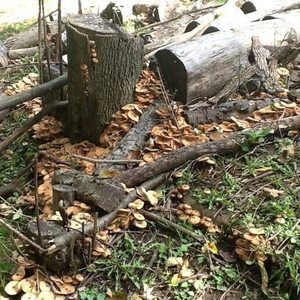 Meet your Posher, Lynn